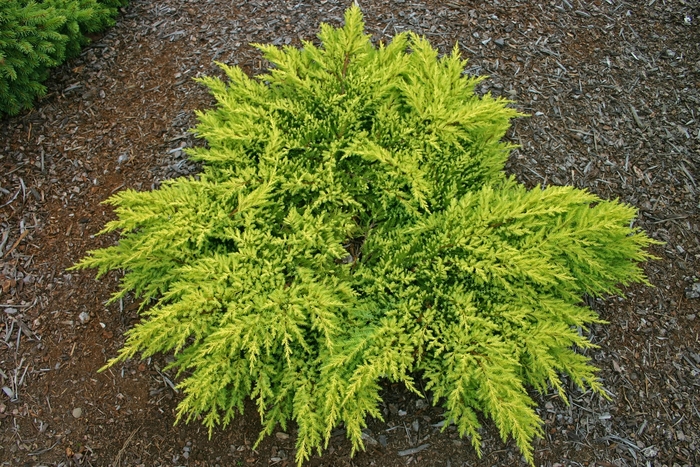 'Daub's Frosted' Juniper - Juniperus chinensis 'Daub's Frosted' 