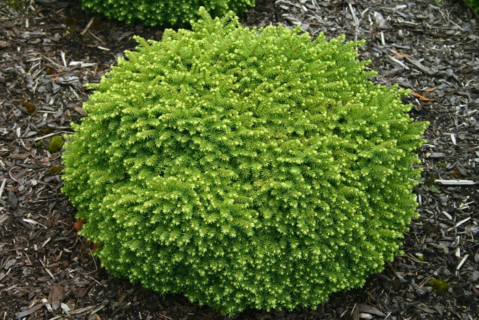 Little Gem Spruce - Picea abies 'Little Gem' Little Gem Spruce - Picea abies 'Little Gem'