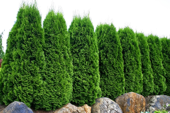 Emerald Arborvitae - Thuja occidentalis 'Emerald' Emerald Arborvitae - Thuja occidentalis 'Emerald'