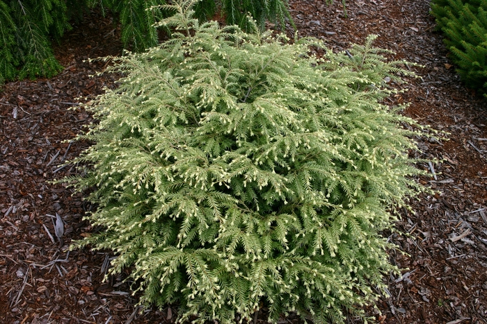 'Moon Frost' Canadian Hemlock - Tsuga canadensis 'Moon Frost' Canadian Hemlock - Tsuga canadensis
