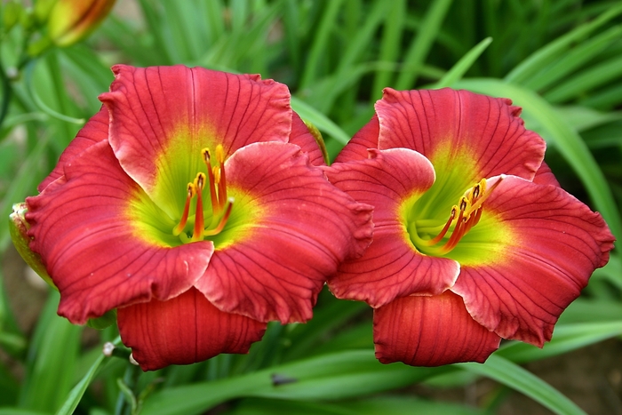 Daylily - Hemerocallis 'Red Hot Returns'