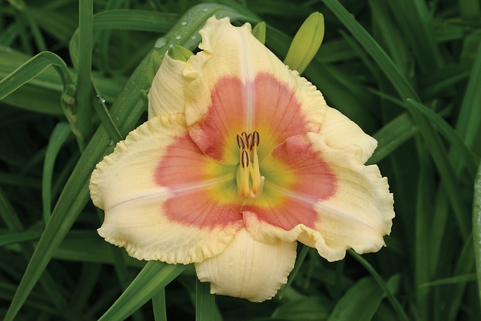 Daylily - Hemerocallis 'When My Sweeetheart Returns' Daylily - Hemerocallis 'When My Sweeetheart Returns'