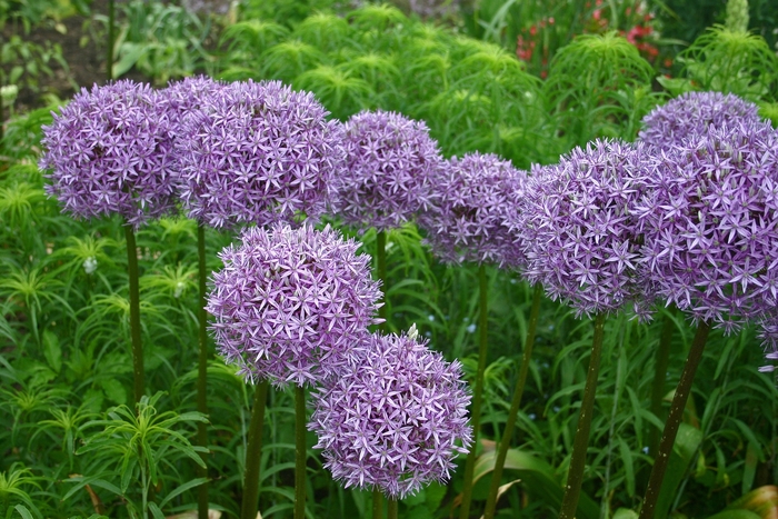 Ornamental Onion - Allium 'Globemaster'