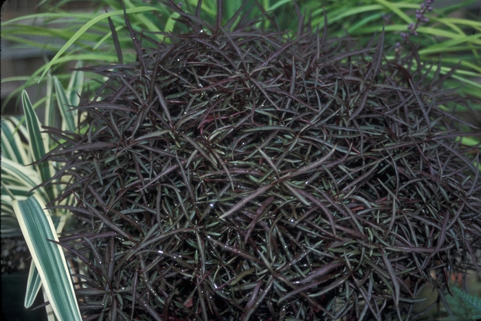 Alternanthera - Alternanthera 'Red Threads' Alternanthera - Alternanthera 'Red Threads'