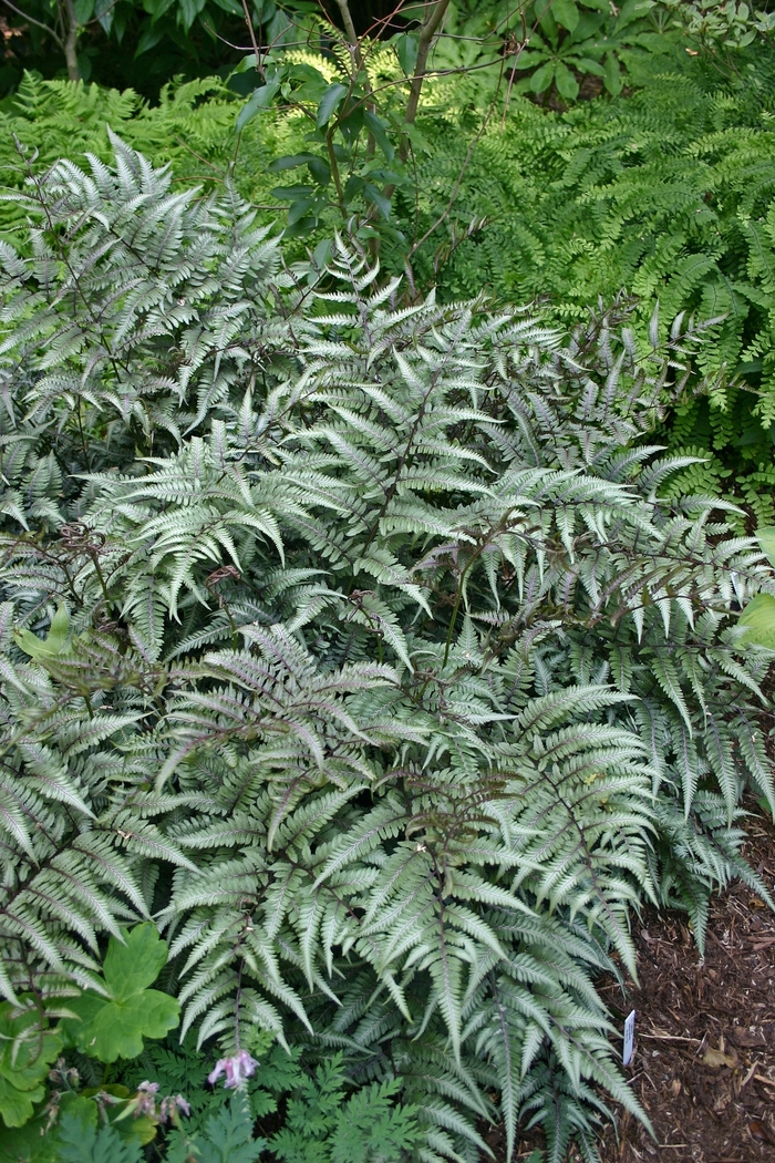 Painted Fern - Athyrium niponicum 'Godzilla' Painted Fern - Athyrium niponicum 'Godzilla'