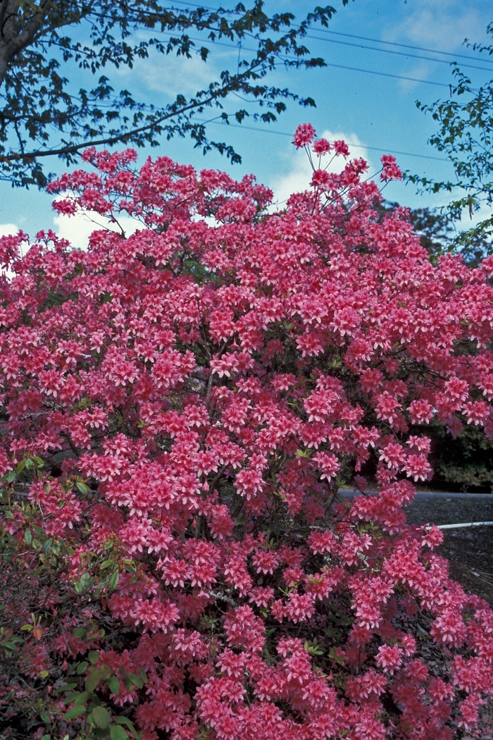 Rhododendron - Rhododendron 'Rosy Lights'