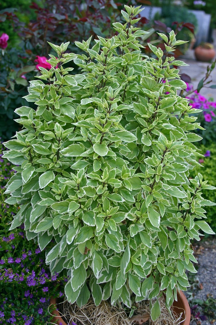 Basil - Ocimum basilicum 'Pesto Perpetuo'