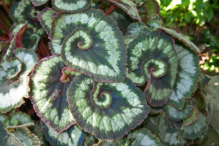 Begonia, Rex - Begonia 'Escargot' Begonia, Rex - Begonia 'Escargot'