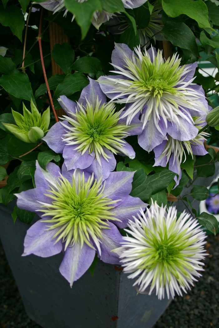 Clematis - Clematis hybrid 'Crystal Fountain' Clematis - Clematis hybrid 'Crystal Fountain'