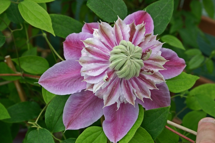 Clematis - Clematis 'Josephine' Clematis - Clematis 'Josephine'