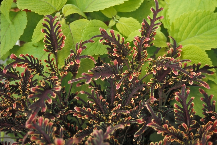 Coleus - Solenostemon scutellarioides 'Stained Glass Kiwi Fern' Coleus - Solenostemon scutellarioides 'Stained Glass Kiwi Fern'