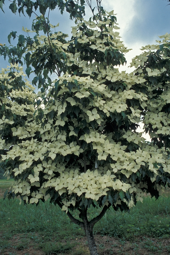 Dogwood - Cornus kousa 'Greensleeves'