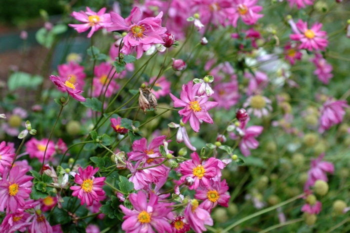 Windflower - Anemone x hybrida 'Pamina' Windflower - Anemone x hybrida 'Pamina'