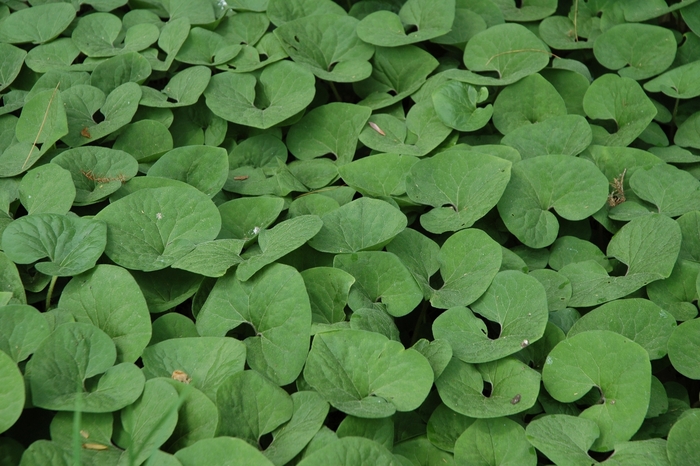 Ginger - Asarum canadense Ginger - Asarum canadense