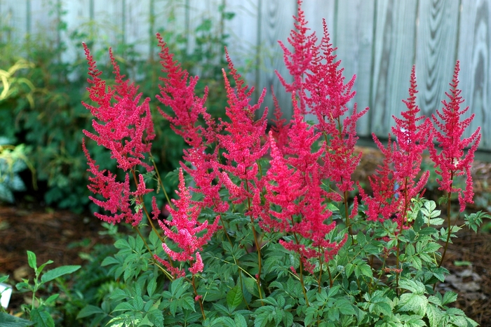 False Spirea - Astilbe x 'Radius' False Spirea - Astilbe x 'Radius'