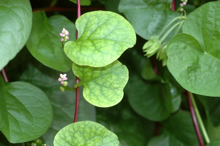 Spinach - Basella alba 'Malabar' Spinach - Basella alba 'Malabar'