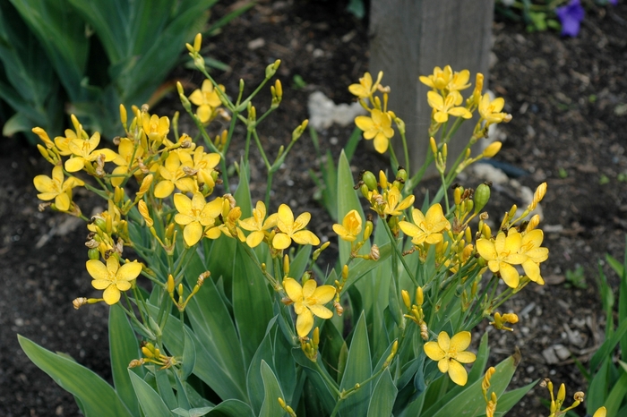 Blackberry Lily - Belamcanda flabellata 'Hello Yellow' Blackberry Lily - Belamcanda flabellata 'Hello Yellow'