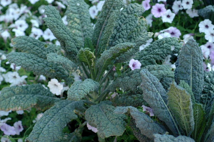 Kale - Brassica oleracea 'Dinosaur'