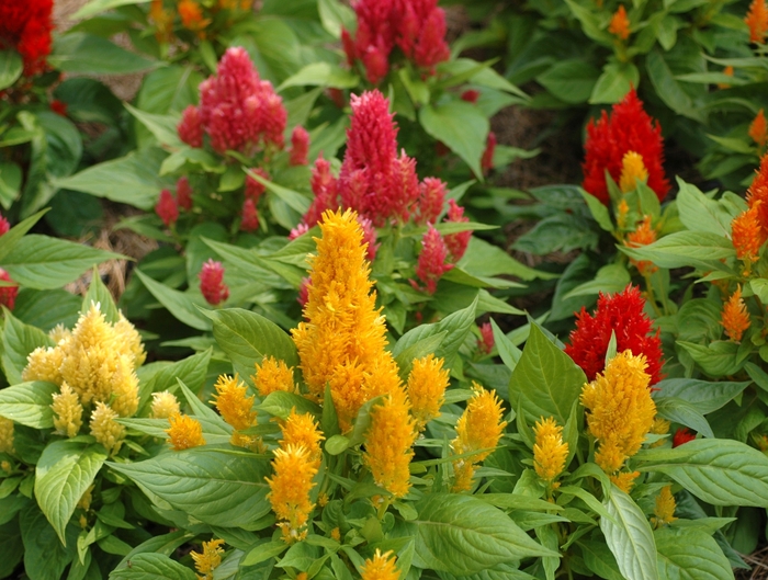 Celosia - Celosia argentea var. plumosa 'Ice Cream Mix'