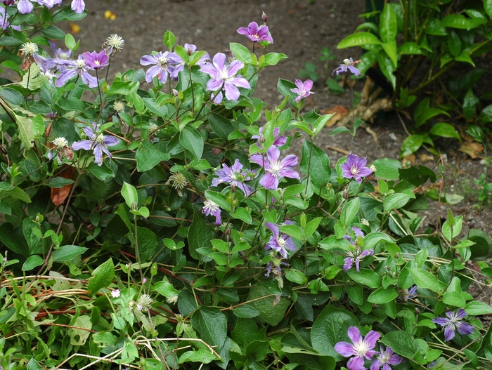 Clematis - Clematis hybrid 'Arabella'