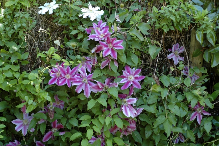 Clematis - Clematis 'Doctor Ruppel' Clematis - Clematis 'Doctor Ruppel'