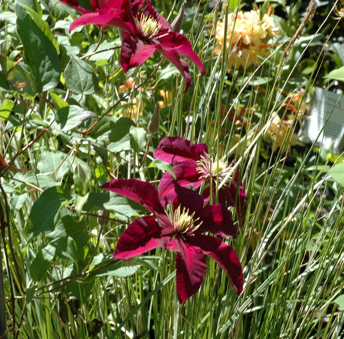 Clematis - Clematis hybrid 'Niobe'