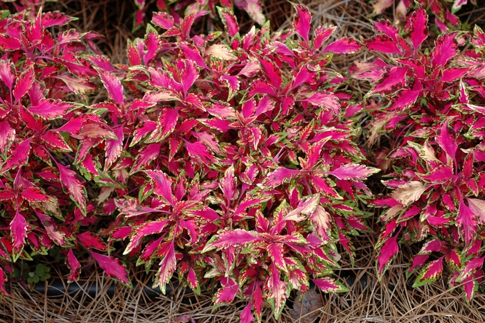 Coleus - Coleus hybrid 'Pink Chaos' Coleus - Coleus hybrid 'Pink Chaos'