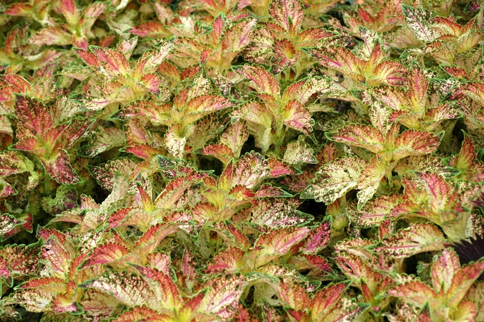 Coleus - Solenostemon scutellarioides 'Glennis' Coleus - Solenostemon scutellarioides 'Glennis'