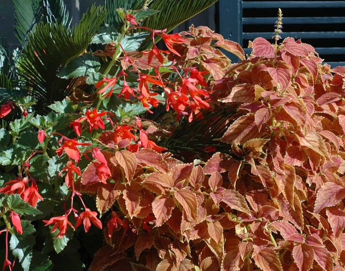 Coleus - Solenostemon scutellarioides 'Rustic Orange' Coleus - Solenostemon scutellarioides 'Rustic Orange'