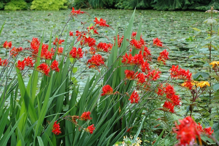 Montbretia - Crocosmia 'Lucifer' Montbretia - Crocosmia 'Lucifer'
