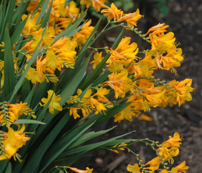 Montbretia - Crocosmia x crocosmiiflora 'Walburton Yellow' Montbretia - Crocosmia x crocosmiiflora 'Walburton Yellow'