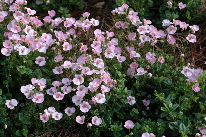 Diascia (Twinspur) - Diascia hybrid 'Darla® Light Pink' Diascia (Twinspur) - Diascia hybrid 'Darla® Light Pink'