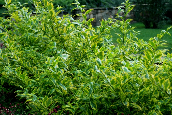 Duranta - Duranta erecta 'Gold Edge' 