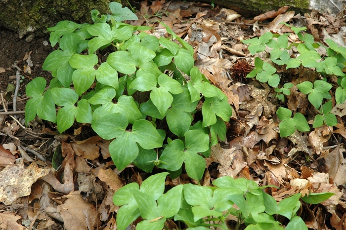 Sharp-lobed Liverwort - Hepatica acutiloba Sharp-lobed Liverwort - Hepatica acutiloba