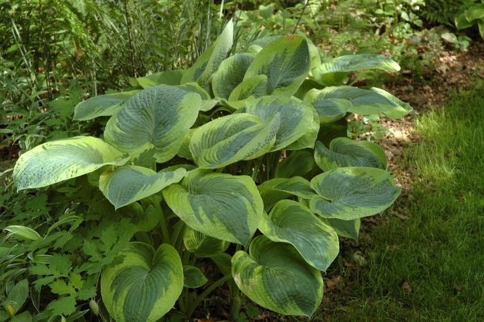 Plantain Lily - Hosta 'Frances Williams' Plantain Lily - Hosta 'Frances Williams'