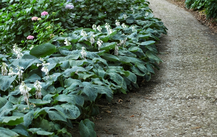Plantain Lily - Hosta sieboldiana 'Elegans' Plantain Lily - Hosta sieboldiana 'Elegans'