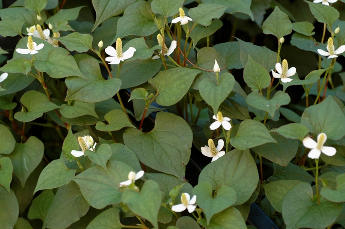 Chameleon plant - Houttuynia cordata Chameleon plant - Houttuynia cordata