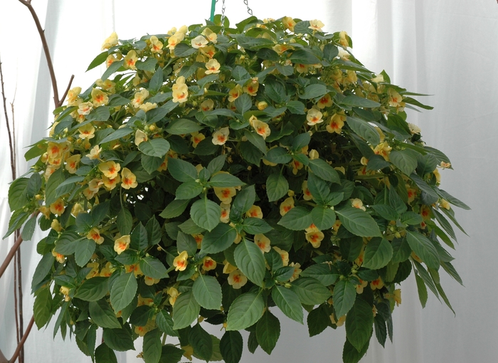 Impatiens hybrid 'Fusion™ Glow Yellow' Impatiens Ebert's Greenhouse