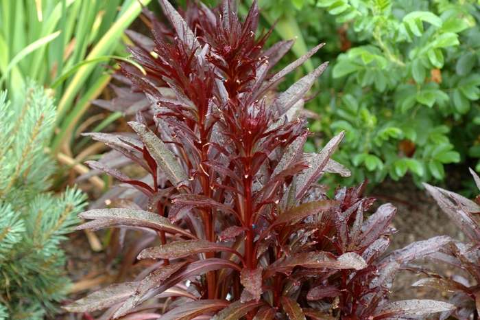 Cardinal Flower - Lobelia x speciosa 'Queen Victoria'