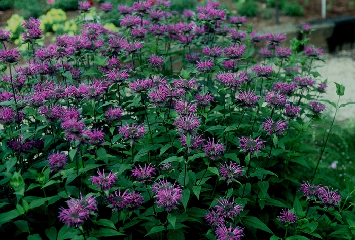 Bee Balm - Monarda didyma 'Blue Stocking' Bee Balm - Monarda didyma 'Blue Stocking'