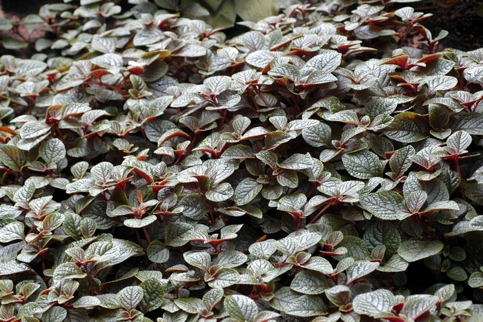 Plectranthus - Plectranthus hybrid 'Nico'