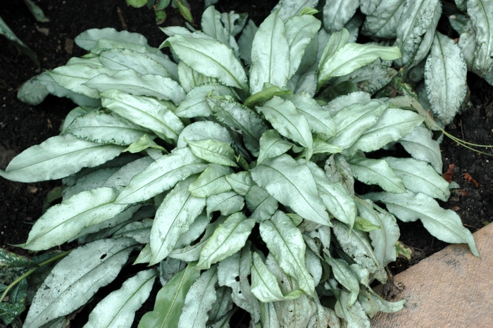 Lungwort - Pulmonaria longifolia 'Diana Clair' Lungwort - Pulmonaria longifolia 'Diana Clair'