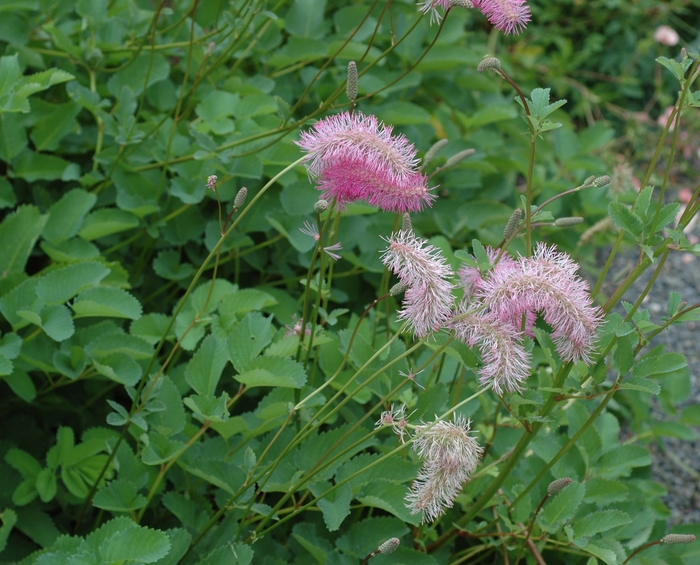 Burnet, Salad - Sanguisorba obtusa