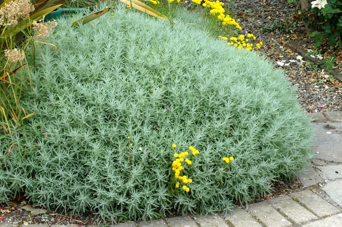 Lavender Cotton - Santolina chamaecyparissus 