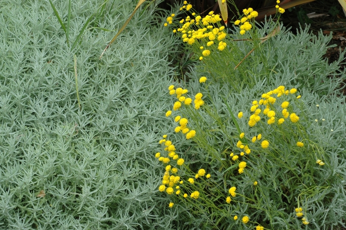 Lavender Cotton - Santolina chamaecyparissus Lavender Cotton - Santolina chamaecyparissus