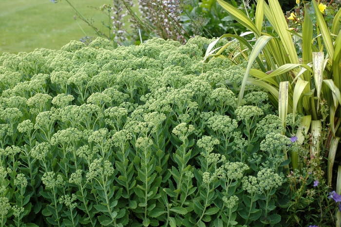Stonecrop - Sedum hybrid 'Autumn Joy' Stonecrop - Sedum hybrid 'Autumn Joy'