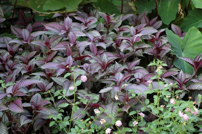 Persian Shield - Strobilanthes dyerianus Persian Shield - Strobilanthes dyerianus