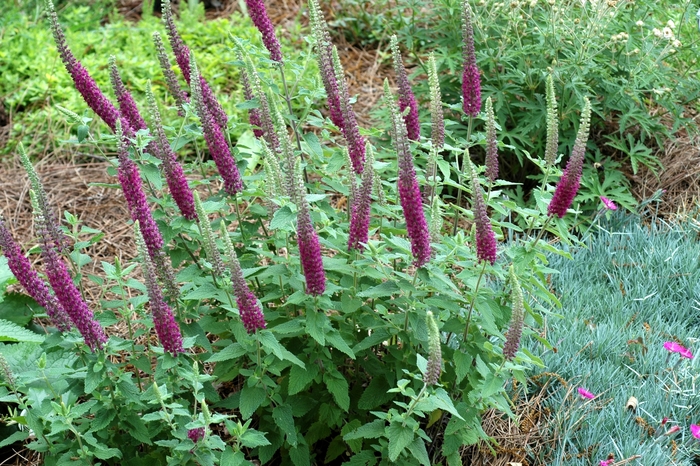 Germander - Teucrium chamaedrys Germander - Teucrium chamaedrys