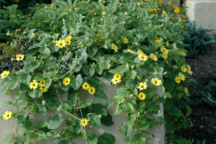Black-eyed Susan Vine - Thunbergia alata 'Sunny™ Lemon Star' Black-eyed Susan Vine - Thunbergia alata 'Sunny™ Lemon Star'