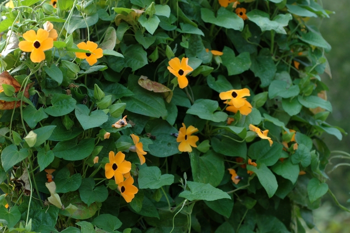 Black-eyed Susan Vine - Thunbergia alata 'Sunny™ Orange Wonder'